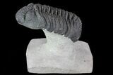 Drotops Trilobite - Excellent Faceted Eyes #76411-1